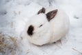 Rabbit in the winter. Gray and white bunnies in winter on snow Royalty Free Stock Photo