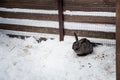 Rabbit in the winter. Gray and white bunnies in winter on snow Royalty Free Stock Photo