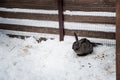 Rabbit in the winter. Gray and white bunnies in winter on snow