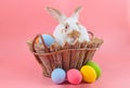 rabbit in wooden basket with easter eggs on pink background Royalty Free Stock Photo