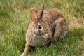 Rabbit in the yard