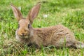 Rabbit young with protruding ears.