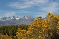 Rabbitbrush with Sierra Mountains Royalty Free Stock Photo