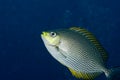 Rabbitfish Royalty Free Stock Photo