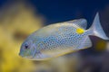 Rabbitfish siganus with cyan body and golden spots is underwater