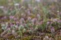 The rabbitfoot clover, Trifolium arvense