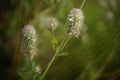 Rabbitfoot or hare's foot clover plant with fluffy flower head, Trifolium arvense with dew drops in hair on dark Royalty Free Stock Photo