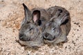 Rabbits Royalty Free Stock Photo