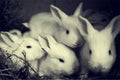 Rabbits