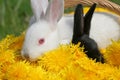 Rabbits Royalty Free Stock Photo