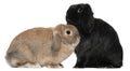 Rabbits, 4 and 6 months old, in front of white Royalty Free Stock Photo