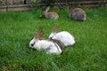 Rabbits Royalty Free Stock Photo