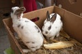 Rabbits on the animal market in Mol, Belgium