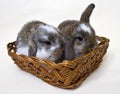 Rabbits in a basket Royalty Free Stock Photo