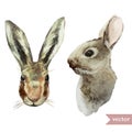 Rabbits Royalty Free Stock Photo