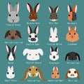 Rabbits breeds set Royalty Free Stock Photo