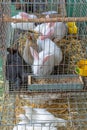 Rabbits in Cage