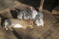 Rabbits in a cage. Group of rabbit in farm cage or hutch. Breeding rabbits concept. Royalty Free Stock Photo