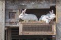 Rabbits in a cage