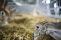 Rabbits on a corral farm and straw ground metal jail