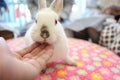 Rabbits Royalty Free Stock Photo