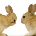 Rabbits dating Royalty Free Stock Photo