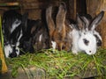 Rabbits in different colors, sitting on dry grass Royalty Free Stock Photo