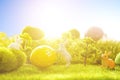 Rabbits with easter eggs on green meadow over sundown. Cute Little easter bunny on spring flowers and green grass Royalty Free Stock Photo