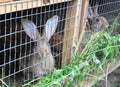 Rabbits eat green grass. Rabbit cage.