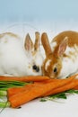 Rabbits eating carrots