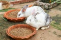 Rabbits eating rabbit food Royalty Free Stock Photo