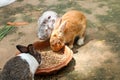 Rabbits eating rabbit food Royalty Free Stock Photo