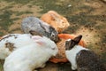 Rabbits eating rabbit food Royalty Free Stock Photo