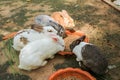 Rabbits eating rabbit food Royalty Free Stock Photo