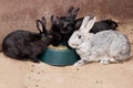 Rabbits eating rabitt food Royalty Free Stock Photo