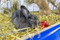 Rabbits expose at a pet expo Royalty Free Stock Photo