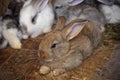 Rabbits family Royalty Free Stock Photo