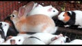 Rabbits family