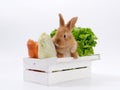 rabbits and fresh greens salad parsley carrot cabbage on a white background Royalty Free Stock Photo