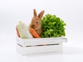 rabbits and fresh greens salad parsley carrot cabbage on a white background Royalty Free Stock Photo