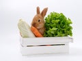 rabbits and fresh greens salad parsley carrot cabbage on a white background Royalty Free Stock Photo
