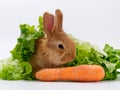 rabbits and fresh greens salad parsley carrot cabbage on a white background Royalty Free Stock Photo