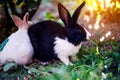 Rabbits in the garden. Fluffy Bunny on green grass, spring time