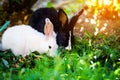 Rabbits in the garden. Fluffy Bunny on green grass, spring time