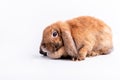 rabbits has a pointed ears brown fur and sparkling eyes on white background