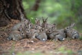 rabbits huddling in a forest meadow