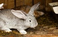 Rabbits' hutch