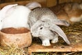 Rabbits' hutch