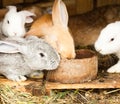 Rabbits' hutch