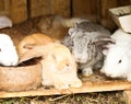 Rabbits' hutch